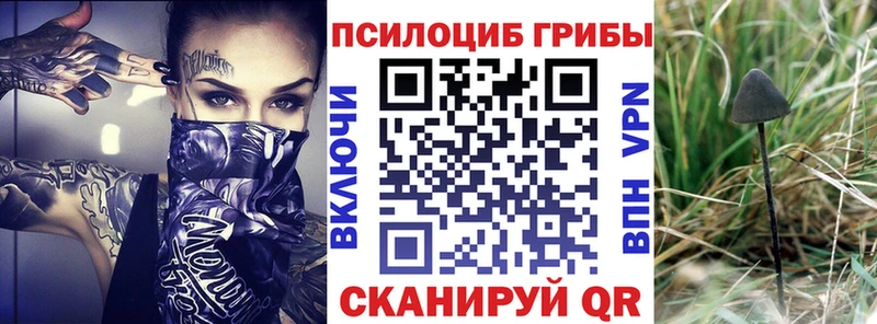 Галлюциногенные грибы Psilocybine cubensis  как найти   Аша 